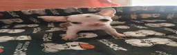 Chihuahua perros en venta: Chihuahua Toy - Anuncio 3
