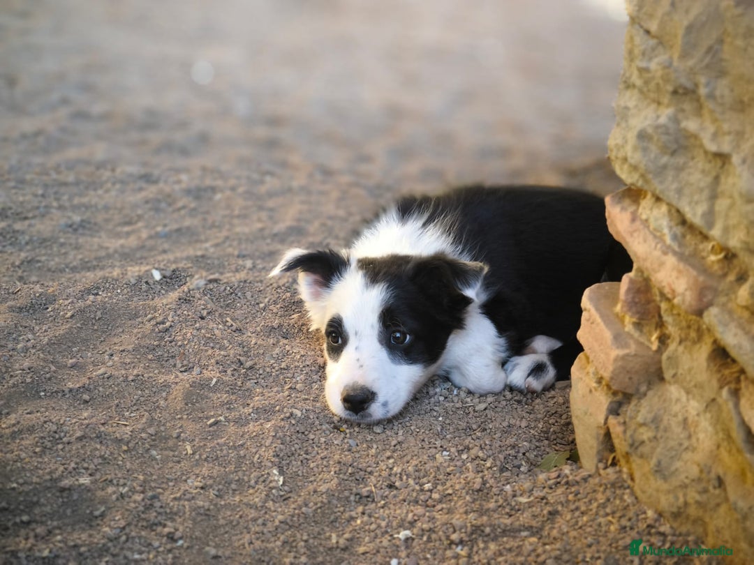 Border Collie perros en venta: Cachorros border collie de 2 meses  - Imagen 9