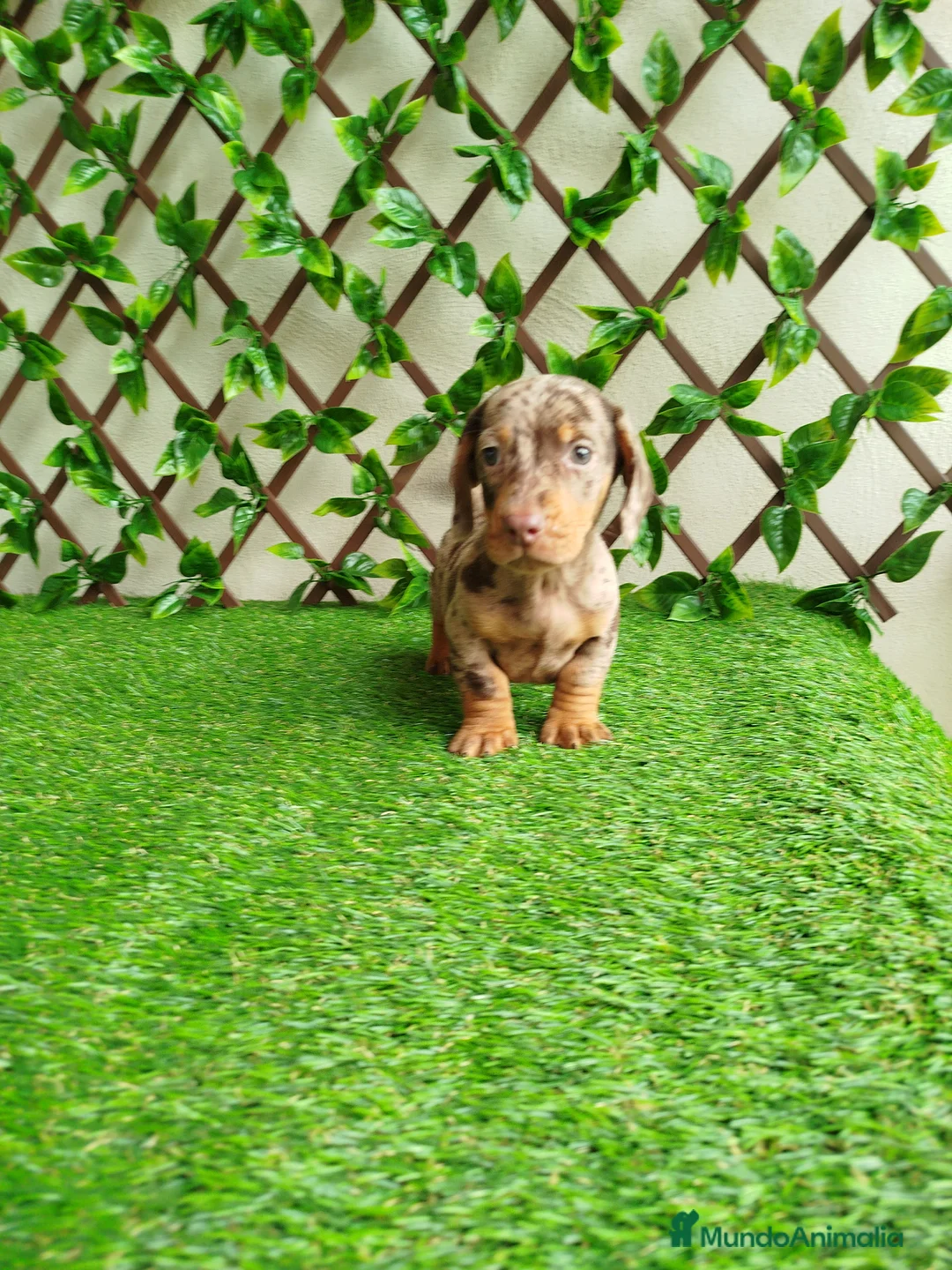 Teckel Miniatura perros en venta: Teckels kanichen  - Anuncio 4