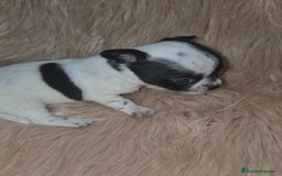 Chihuahua perros en venta: Chihuahua mini-toy ruso - Imagen 3