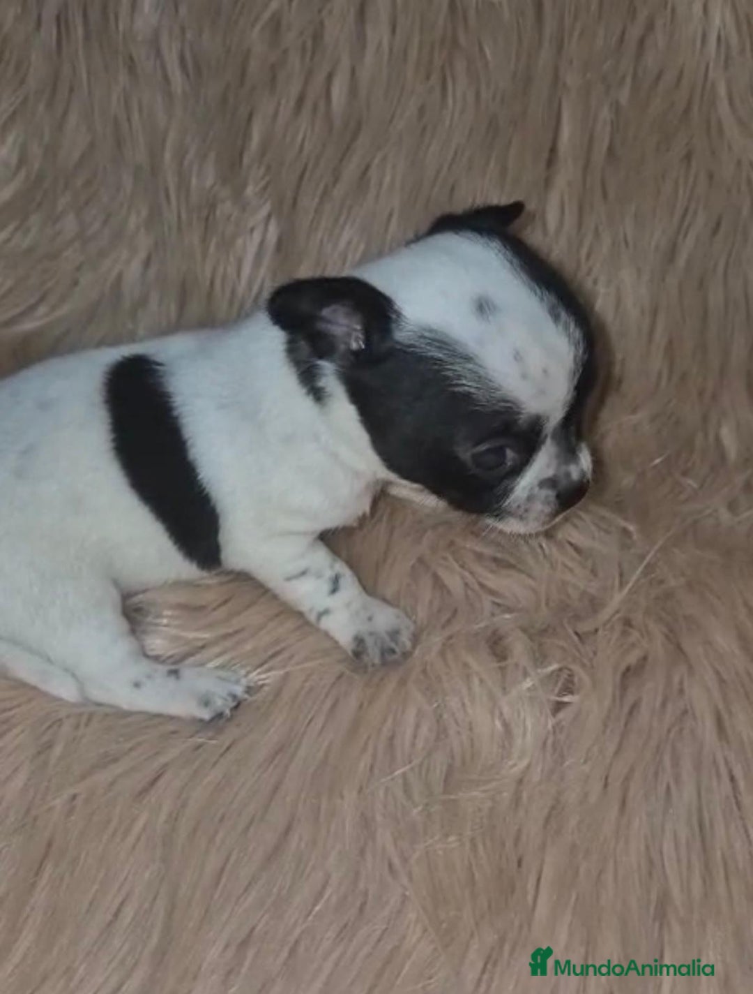 Chihuahua perros en venta: Chihuahua mini-toy ruso - Imagen 3