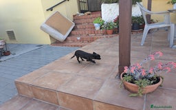 Chihuahua perros en venta: Chihuahua hembra  - Imagen 1