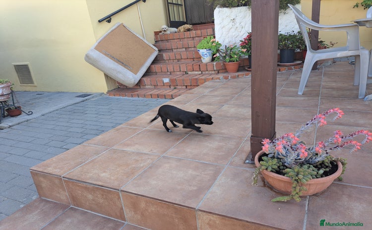 Chihuahua perros - Anuncio 1