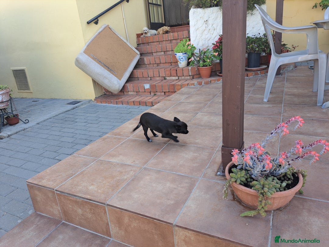Chihuahua perros en venta: Chihuahua hembra  - Imagen 1