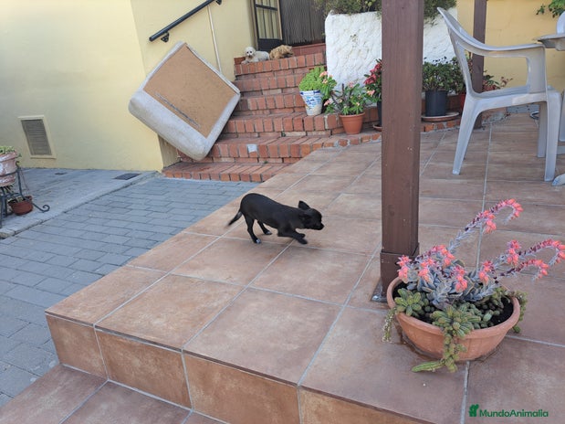 Chihuahua perros - Anuncio 5