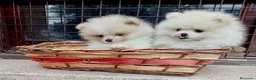 Pomerania perros en venta: Pomerañia toy - Anuncio 5