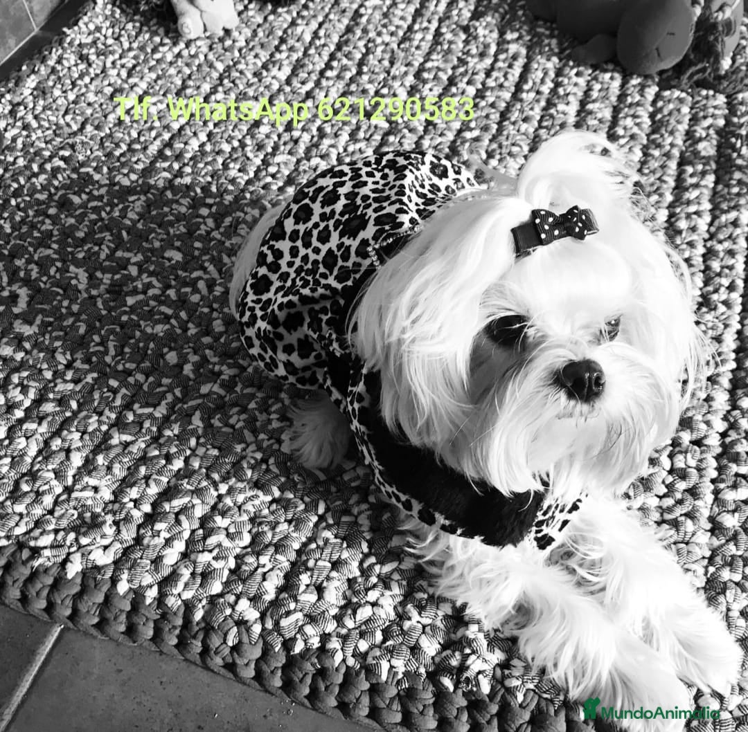 Bichón Maltés perros Bichón maltés toy  - Anuncio 2