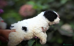 Perro de Agua Español perros en venta: Preciosa camada de perro de agua español - Imagen 2