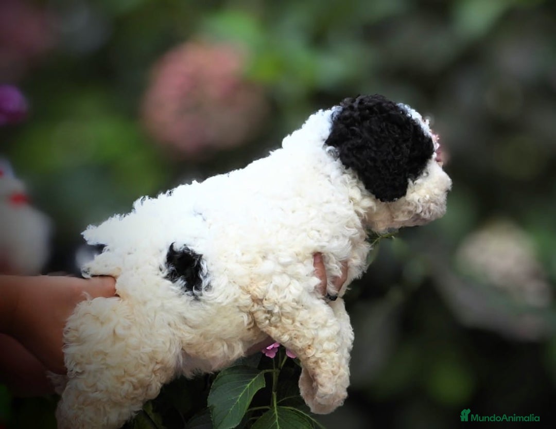 Perro de Agua Español perros en venta: Preciosa camada de perro de agua español - Imagen 2