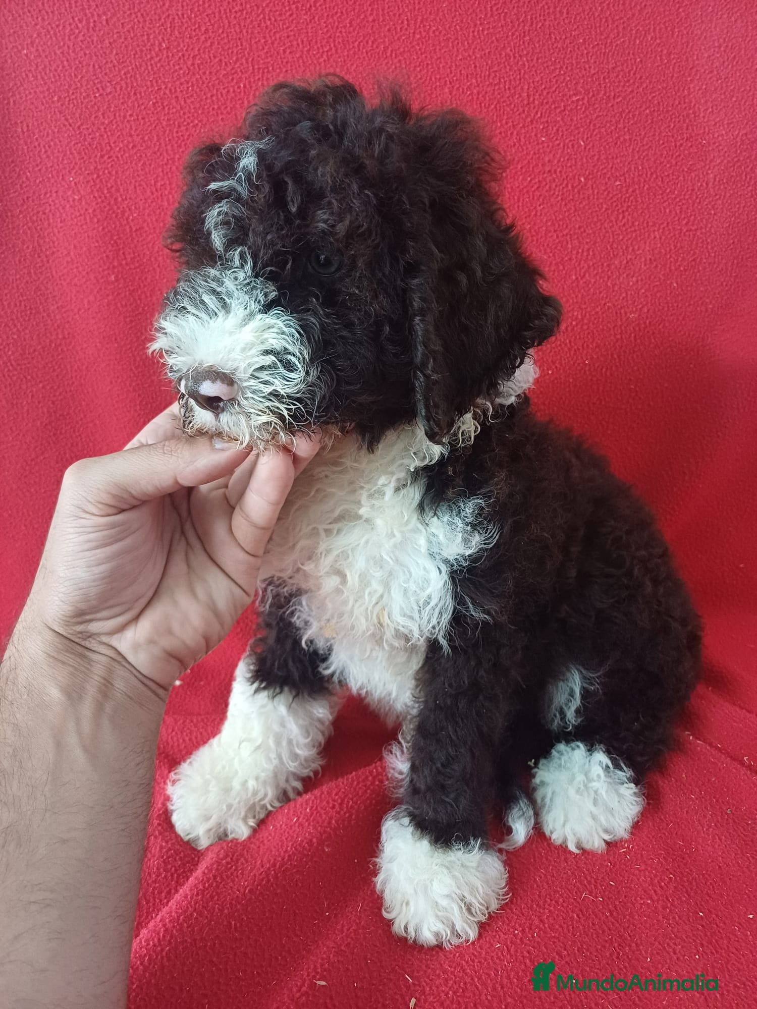 Perro de Agua Español perros Perro de Agua Español  - Anuncio 8