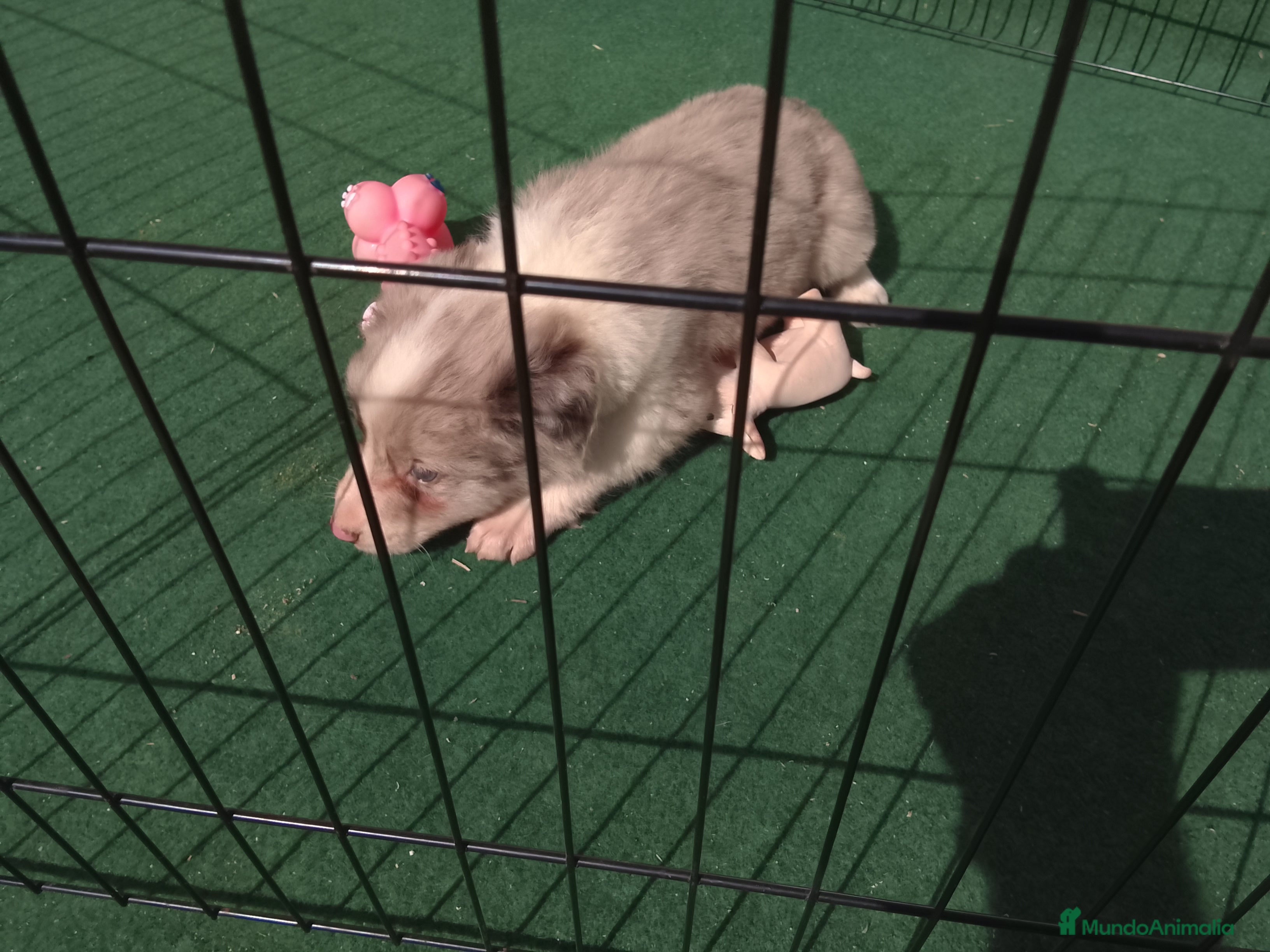 Border Collie perros Cacharros de border collie  - Anuncio 1