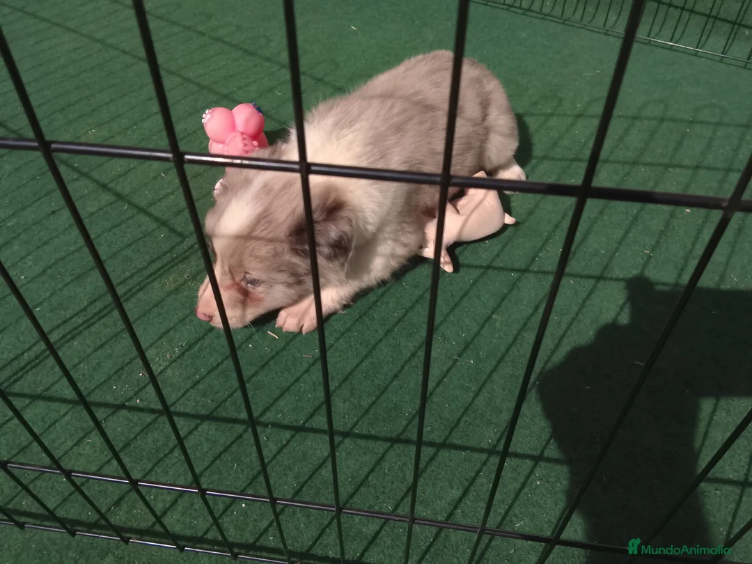 Border Collie perros en venta: Cacharros de border collie  - Anuncio 1