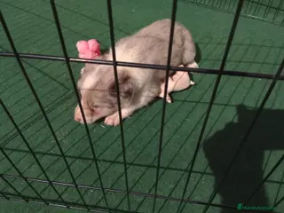 Border Collie perros Cacharros de border collie - Anuncio 1