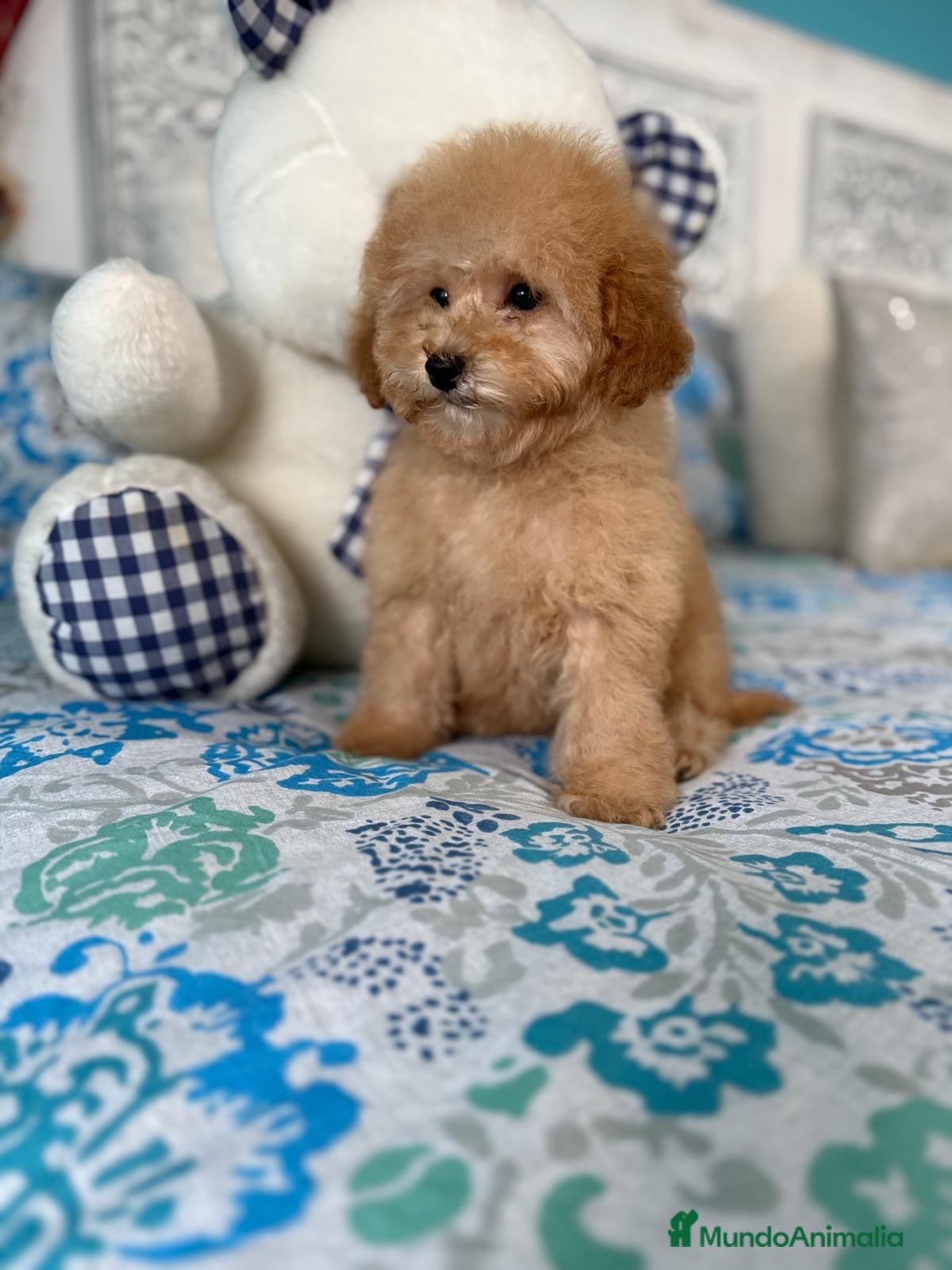 Caniche Toy perros Caniche toy apricot con vacunación completa !! - Anuncio 2