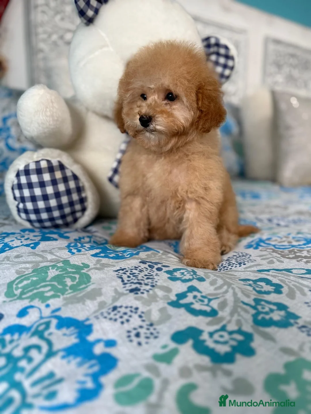 Caniche Toy perros en venta: Caniche toy apricot con vacunación completa !! - Anuncio 2