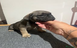 Bulldog Francés perros en venta: Bulldog francés  - Imagen 3