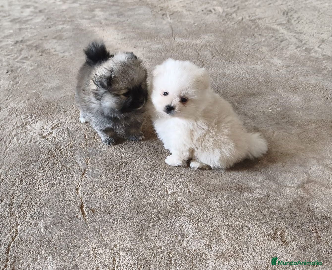 Pomerania perros POMERANIAS LINDOS MACHITOS - Anuncio 2