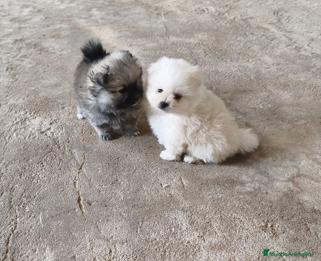 Pomerania perros en venta: POMERANIAS LINDOS MACHITOS - Anuncio 1