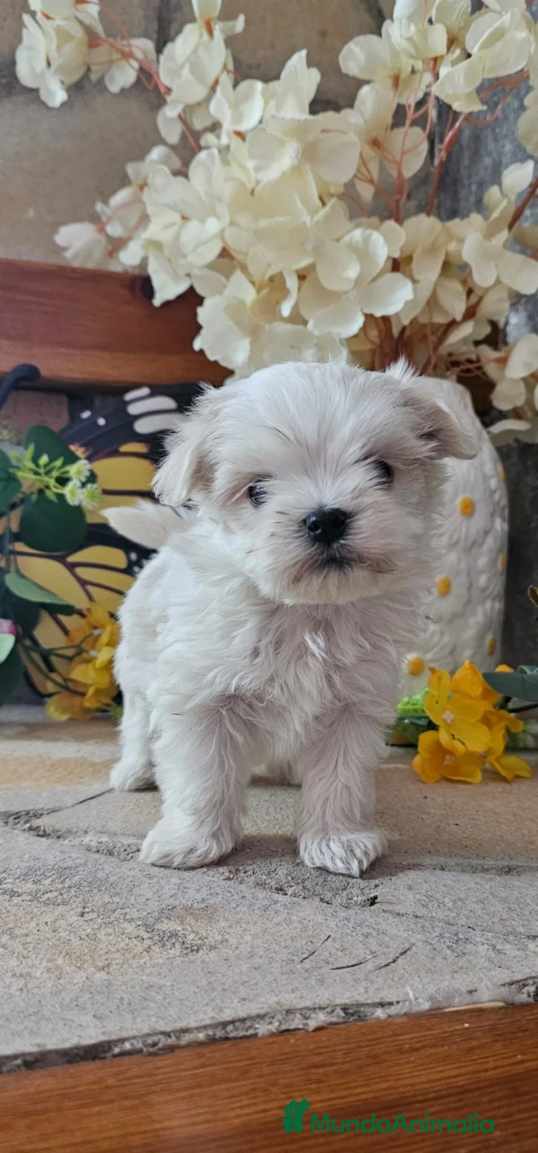 Bichón Maltés perros en venta: CAMADA DE BICHÓN MALTÉS KOREANO  - Anuncio 1