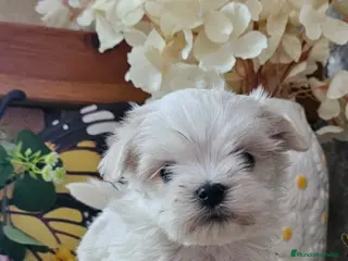 Bichón Maltés perros CAMADA DE BICHÓN MALTÉS KOREANO - Anuncio 3