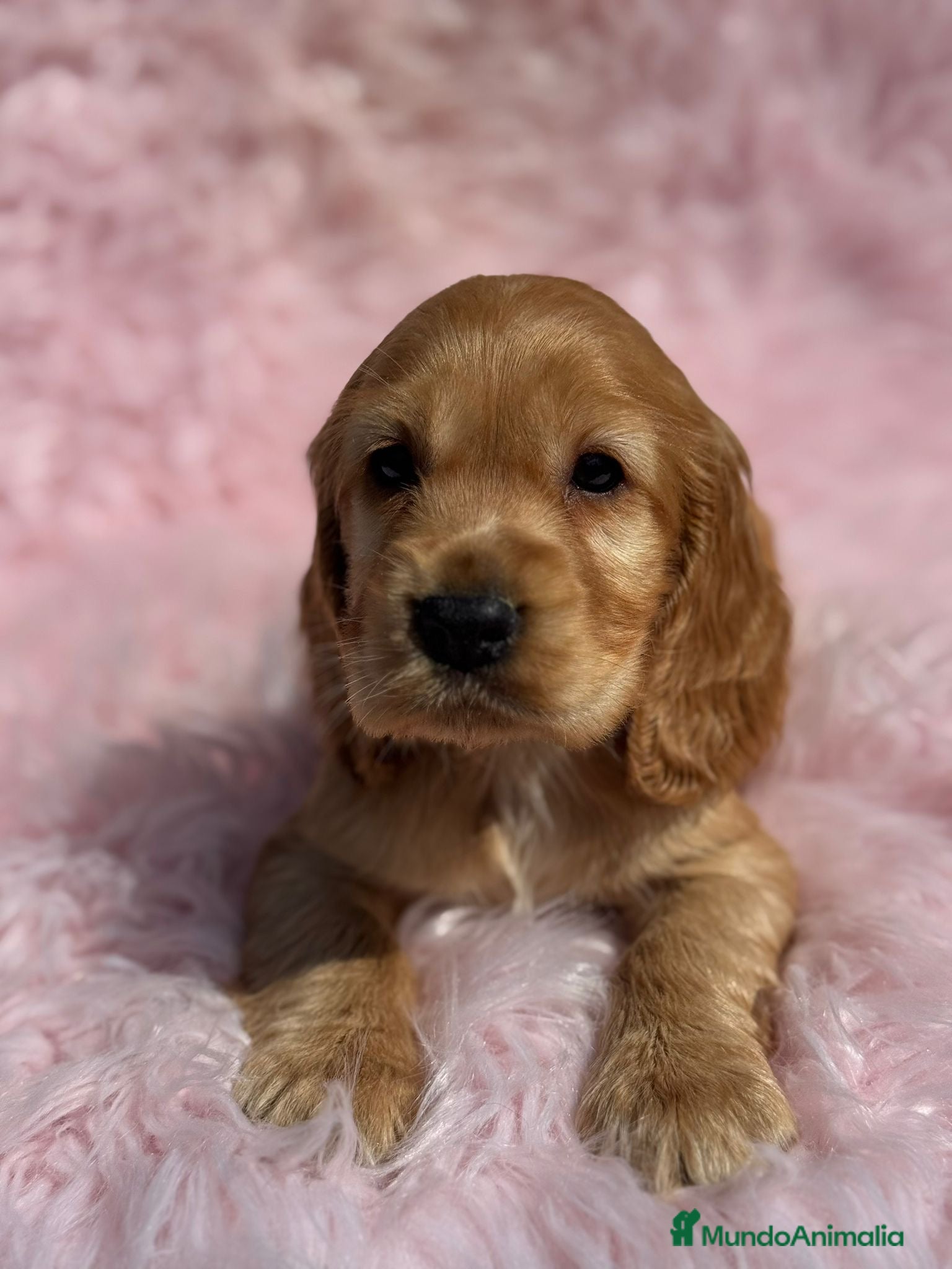 Cocker Spaniel Inglés perros PRECIOSA COCKER SPANIEL INGLES en Barcelona - Anuncio 4