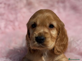 Cocker Spaniel Inglés perros en Barcelona - Anuncio 8