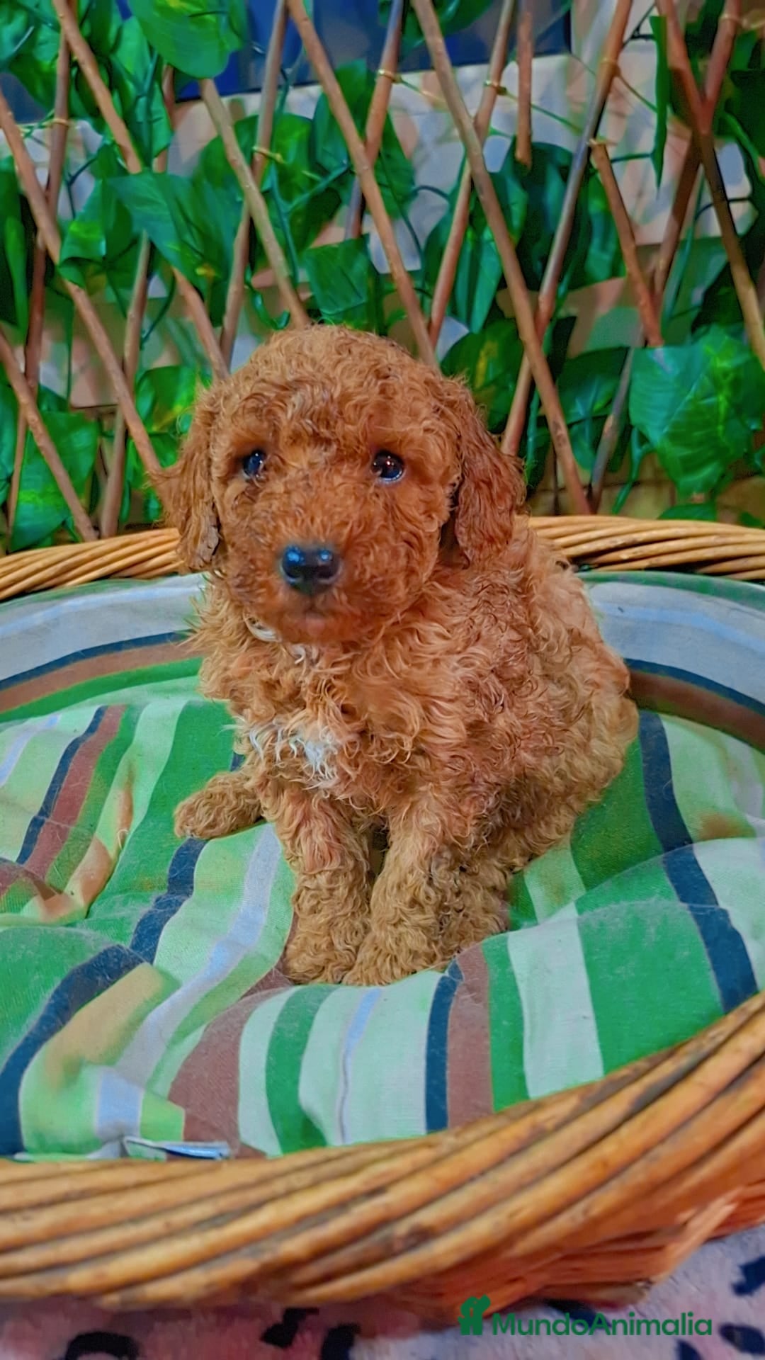 Caniche Toy perros Macho caniche toys  - Anuncio 1