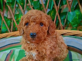 Caniche Toy perros Macho caniche toys - Anuncio 1