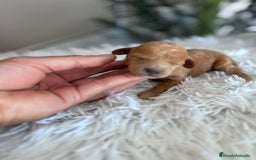 Caniche Toy perros en venta: CANICHE TOY HEMBRA - Imagen 11