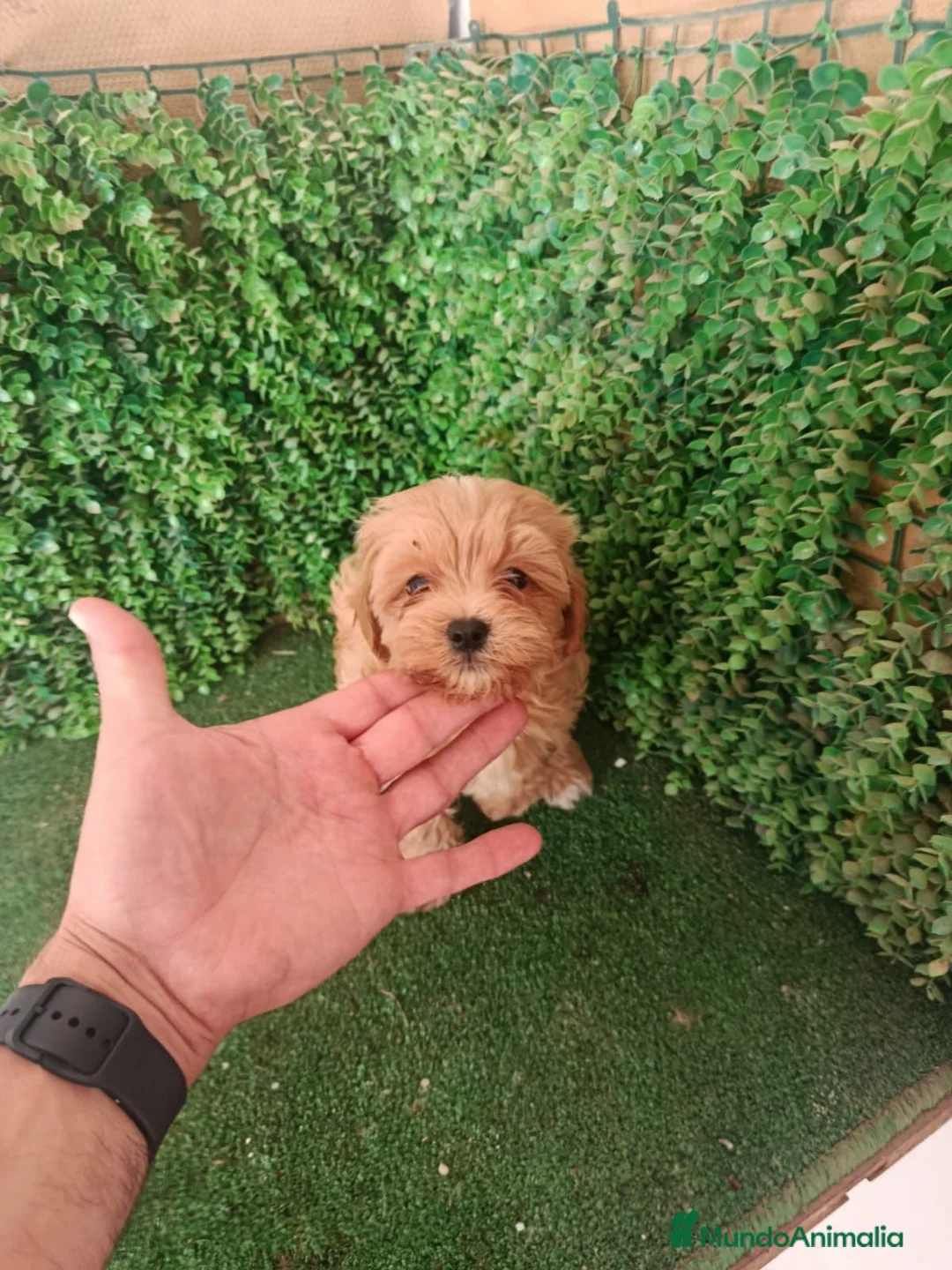 Maltipoo perros en venta: Camada disponible de maltipoo - Anuncio 1