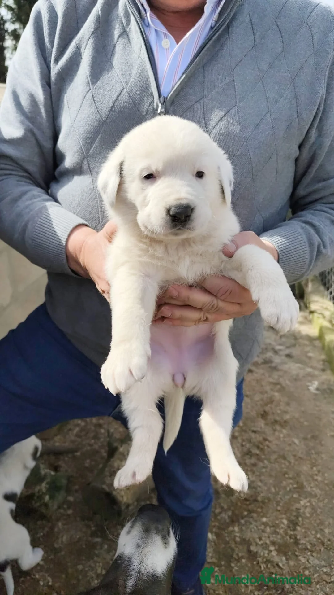 Mastín Español perros en venta: PRECIOSOS CACHORRITO DE MASTIN  - Anuncio 1