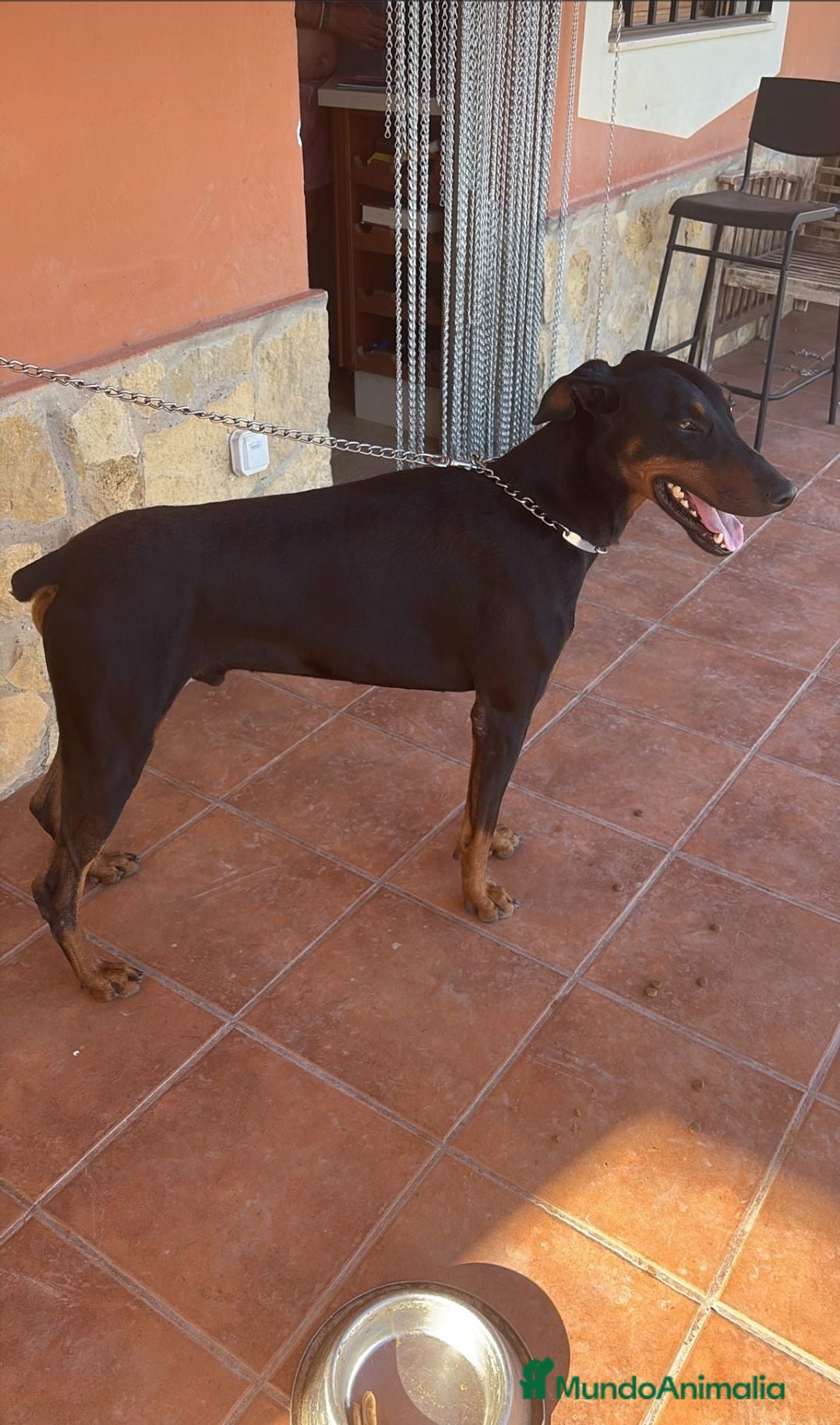 Dobermann perros Impresionante doberman de 3 años - Anuncio 1