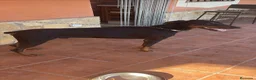 Dobermann perros en venta: Impresionante doberman de 3 años - Anuncio 1