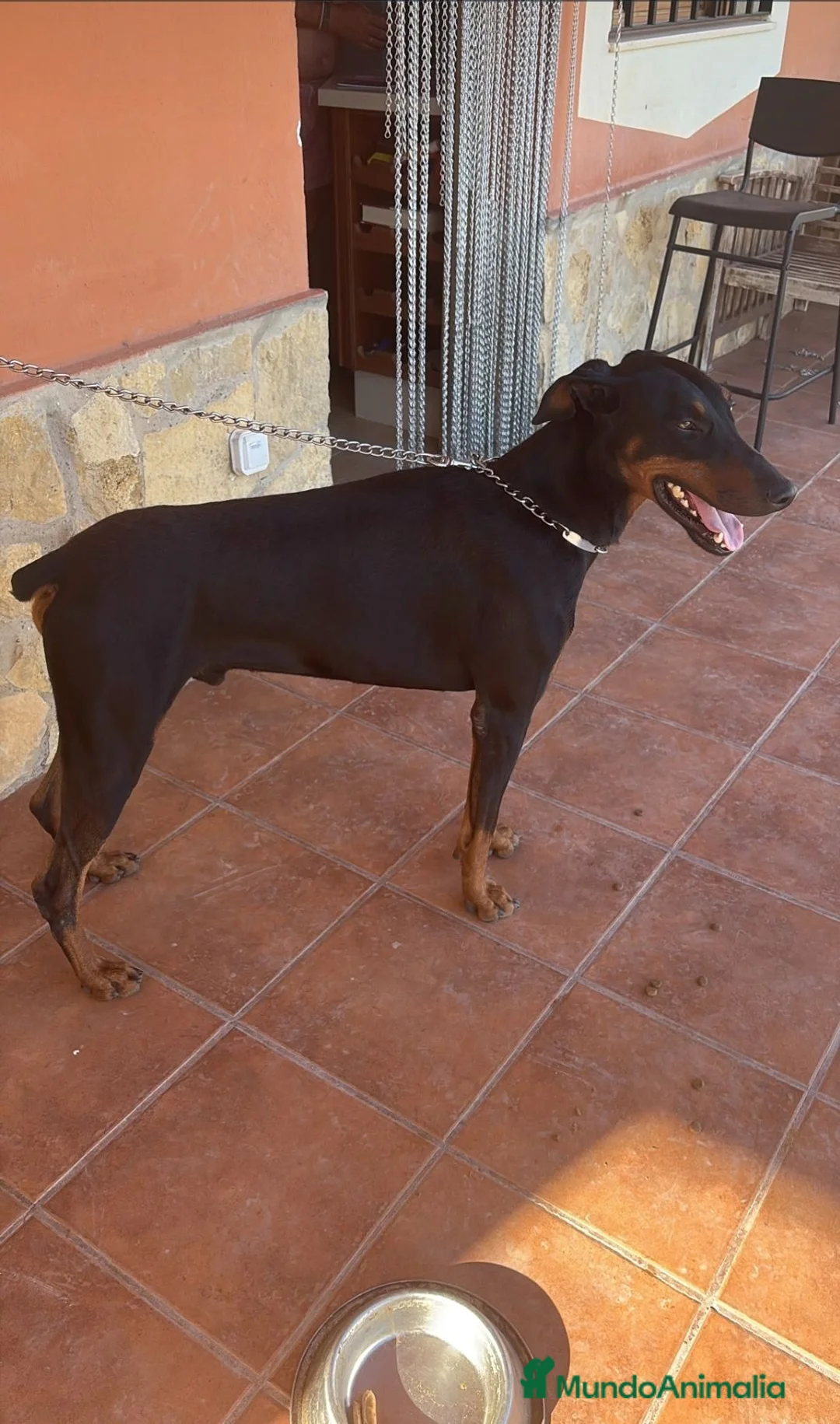 Dobermann perros en venta: Impresionante doberman de 3 años - Anuncio 1