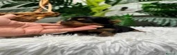 Yorkshire Terrier perros en venta: YORKSHIRE TERRIER  - Anuncio 18
