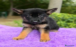 Pastor Alemán perros en venta: Pastor alemán hembra  - Imagen 6