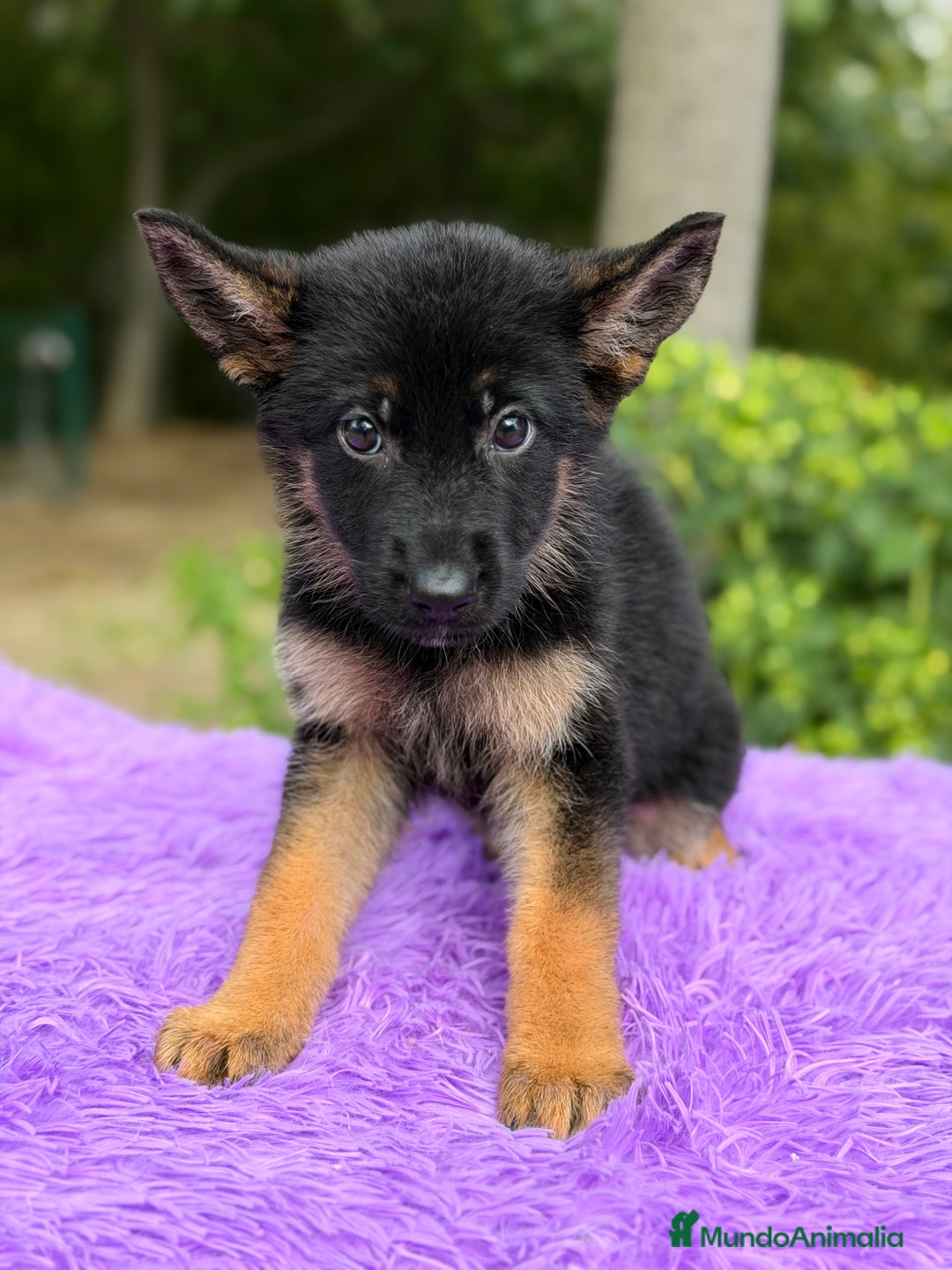 Pastor Alemán perros en venta: Pastor alemán hembra  - Imagen 6