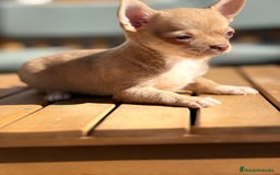 Chihuahua perros en venta: Chihuahua toy cabeza manzana 🍏 - Imagen 10