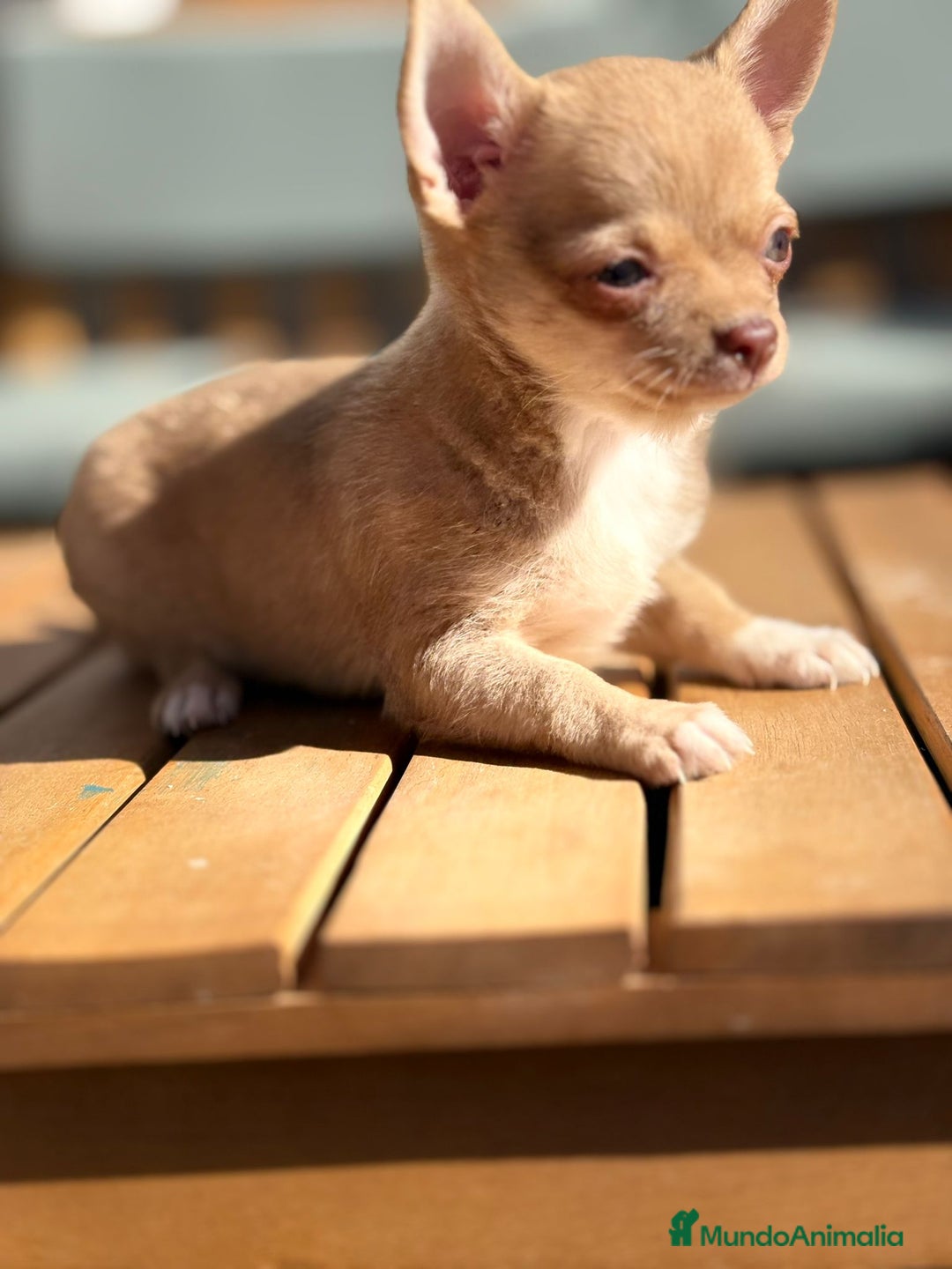 Chihuahua perros en venta: Chihuahua toy cabeza manzana 🍏 - Imagen 10