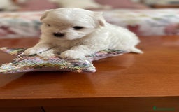 Bichón Maltés perros en venta: Bichon Maltés hembra y macho  - Imagen 7