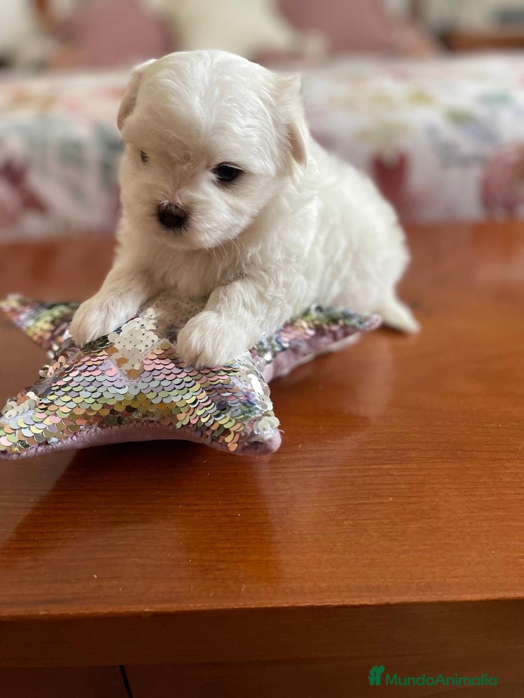 Bichón Maltés perros en venta: Bichon Maltés hembra y macho  - Imagen 7