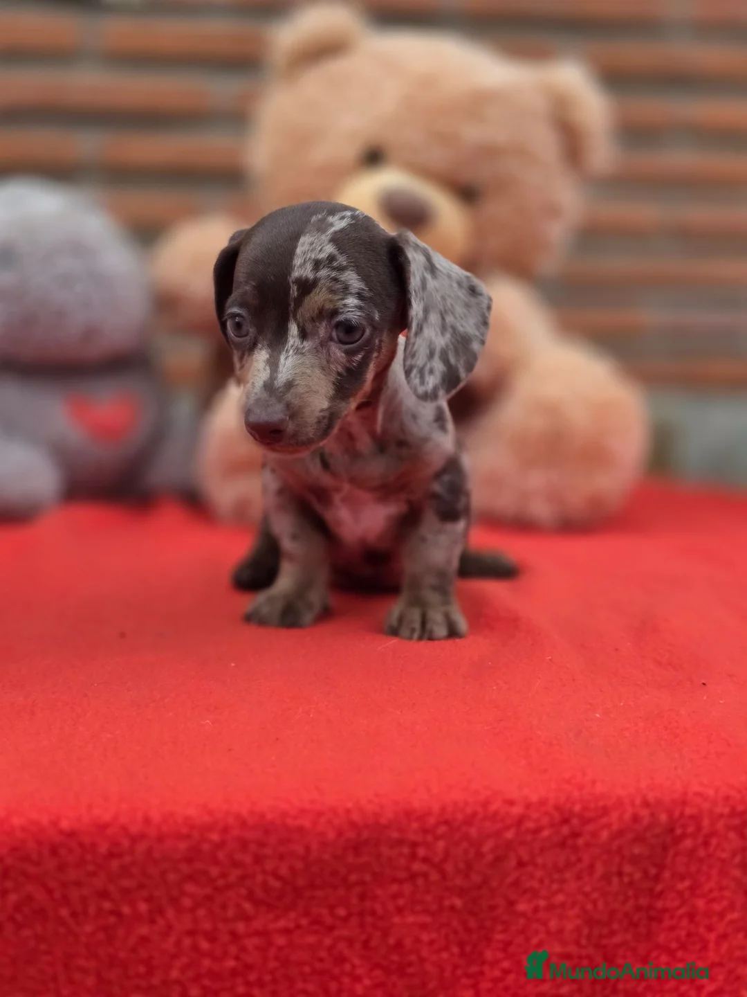Teckel Miniatura perros en venta: Excelente camada de teckel mini/kanichen - Anuncio 4