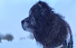 Pastor del Cáucaso perros para monta: Pastor caucaso para monta - Imagen 3