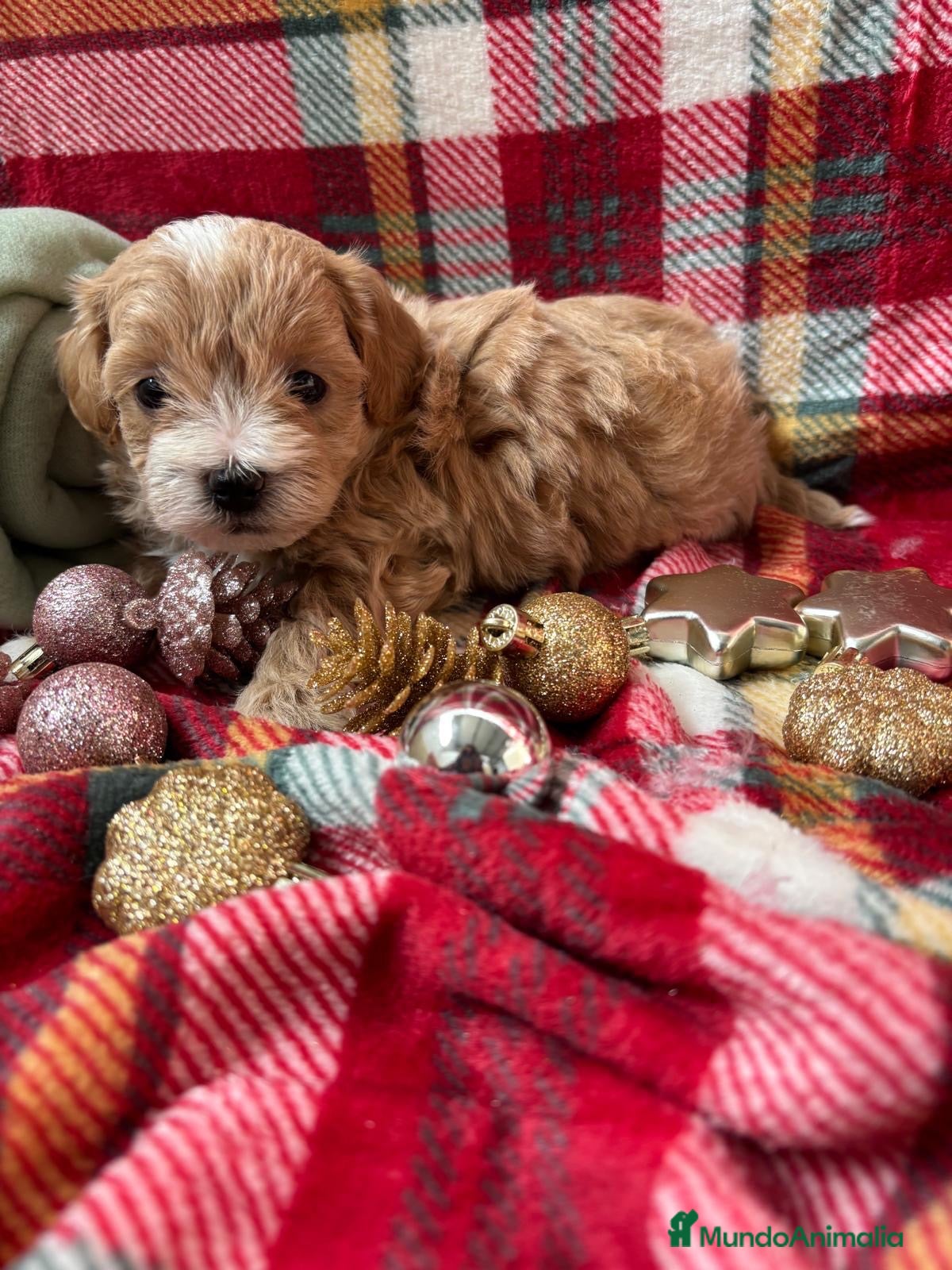 Maltipoo perros en venta: Maltipoo bicolor muy bonito!!! - Anuncio 1