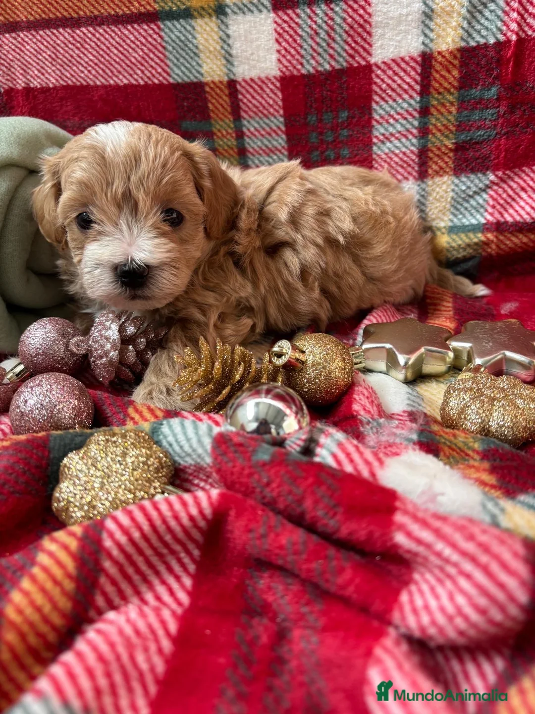 Maltipoo perros en venta: Maltipoo bicolor muy bonito!!! - Anuncio 1