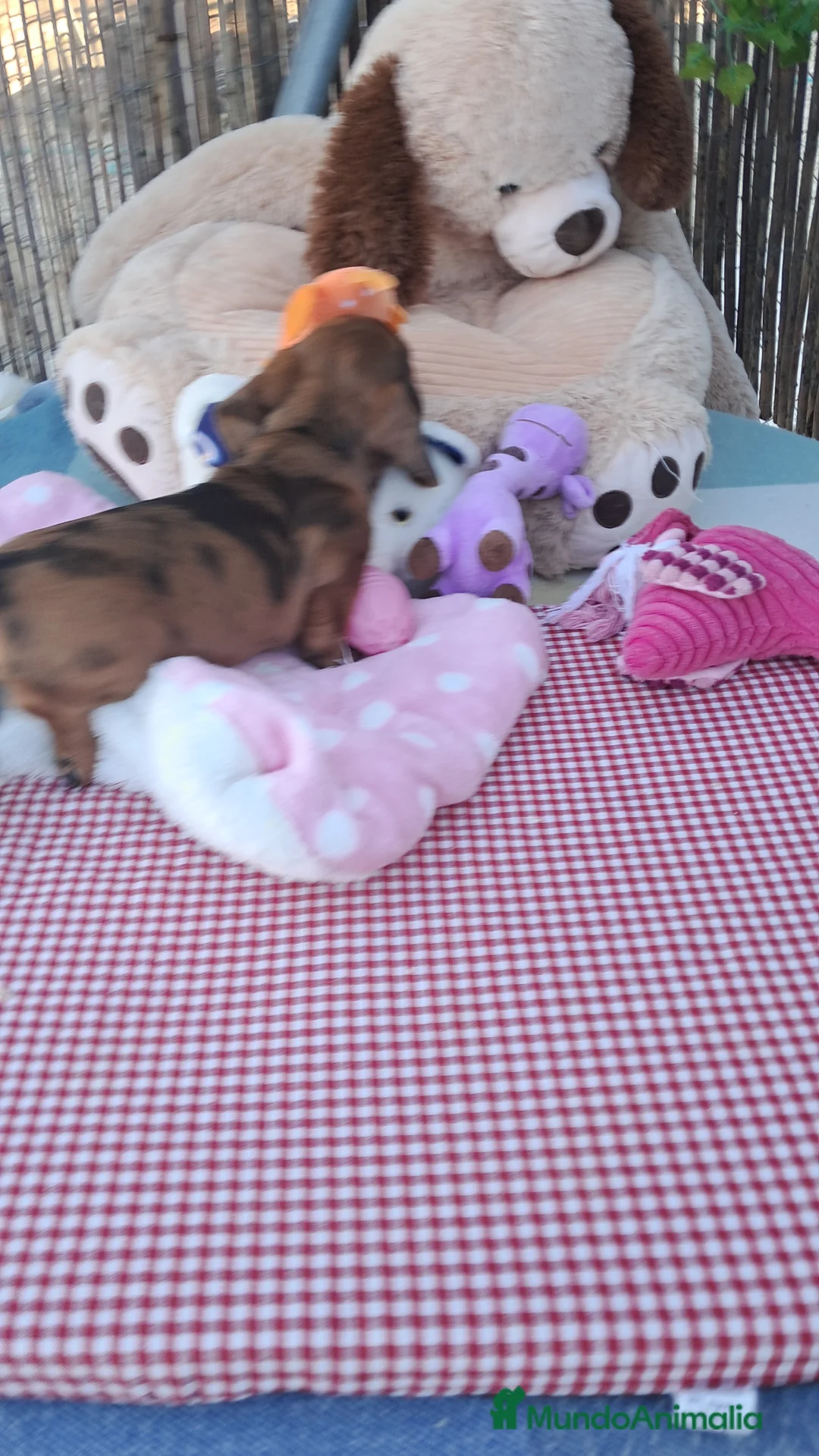 Teckel perros en venta: Bebés Teckels (perro salchicha) - Anuncio 6