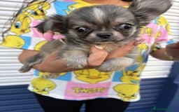 Chihuahua perros en venta: Impresionante chihuahua pelo largo - Imagen 6