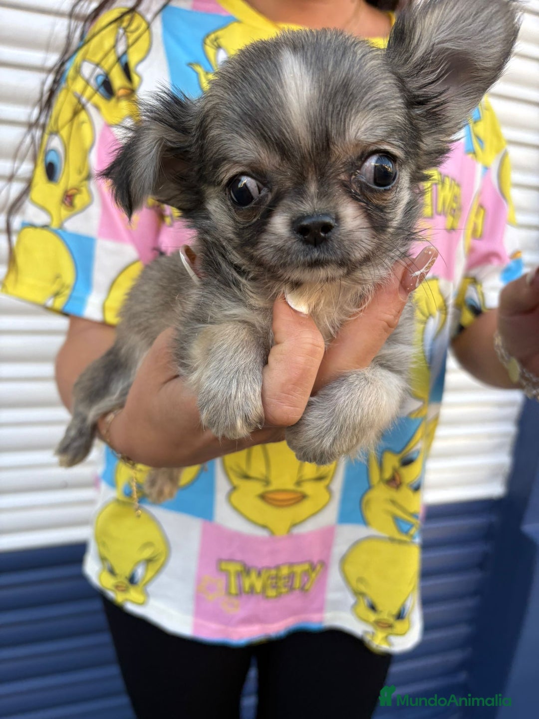 Chihuahua perros en venta: Impresionante chihuahua pelo largo - Imagen 6