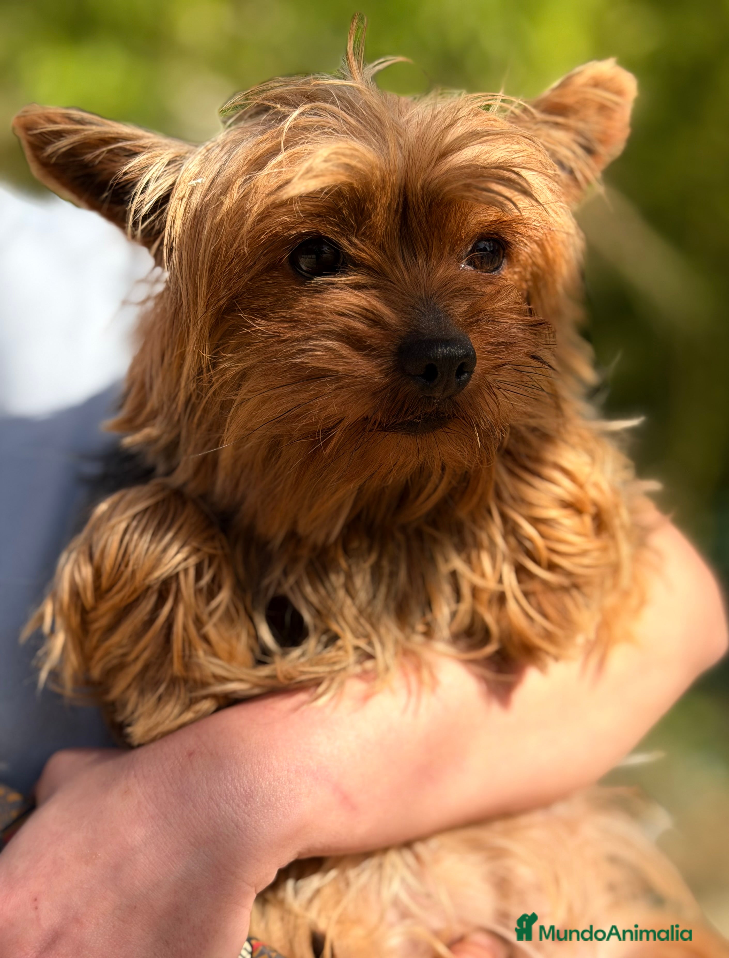 Yorkshire Terrier perros Yorkshire mini hembra ADOPCIÓN  - Anuncio 2