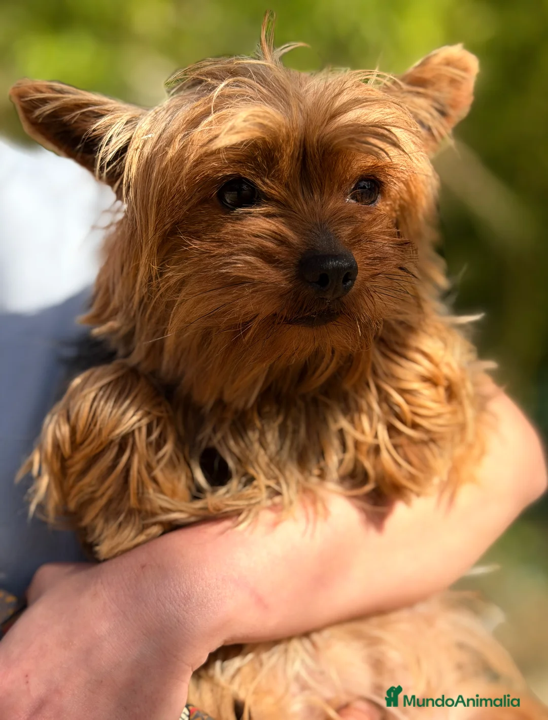 Yorkshire Terrier perros en venta: Yorkshire mini hembra ADOPCIÓN  - Anuncio 1